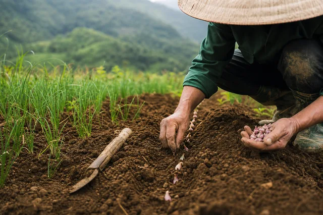 Chuẩn bị đất và xuống giống trong hành trình tạo nên Hành tăm Yên Thủy