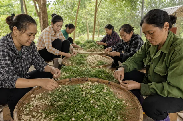 Phân loại trong hành trình tạo nên Hành tăm Yên Thủy
